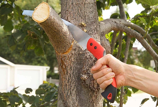 Tree Trimming Service