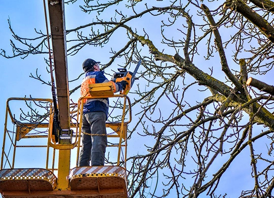 Commercial Tree Trimming Services