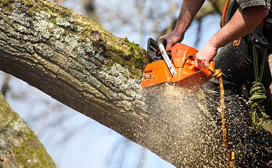 Tree Trimming Service