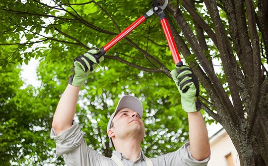 Residential Tree Trimming