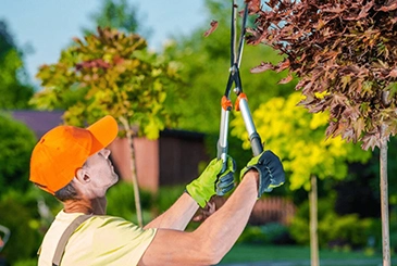 Tree Trimming​