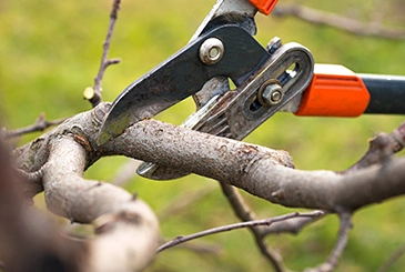 Tree Trimming